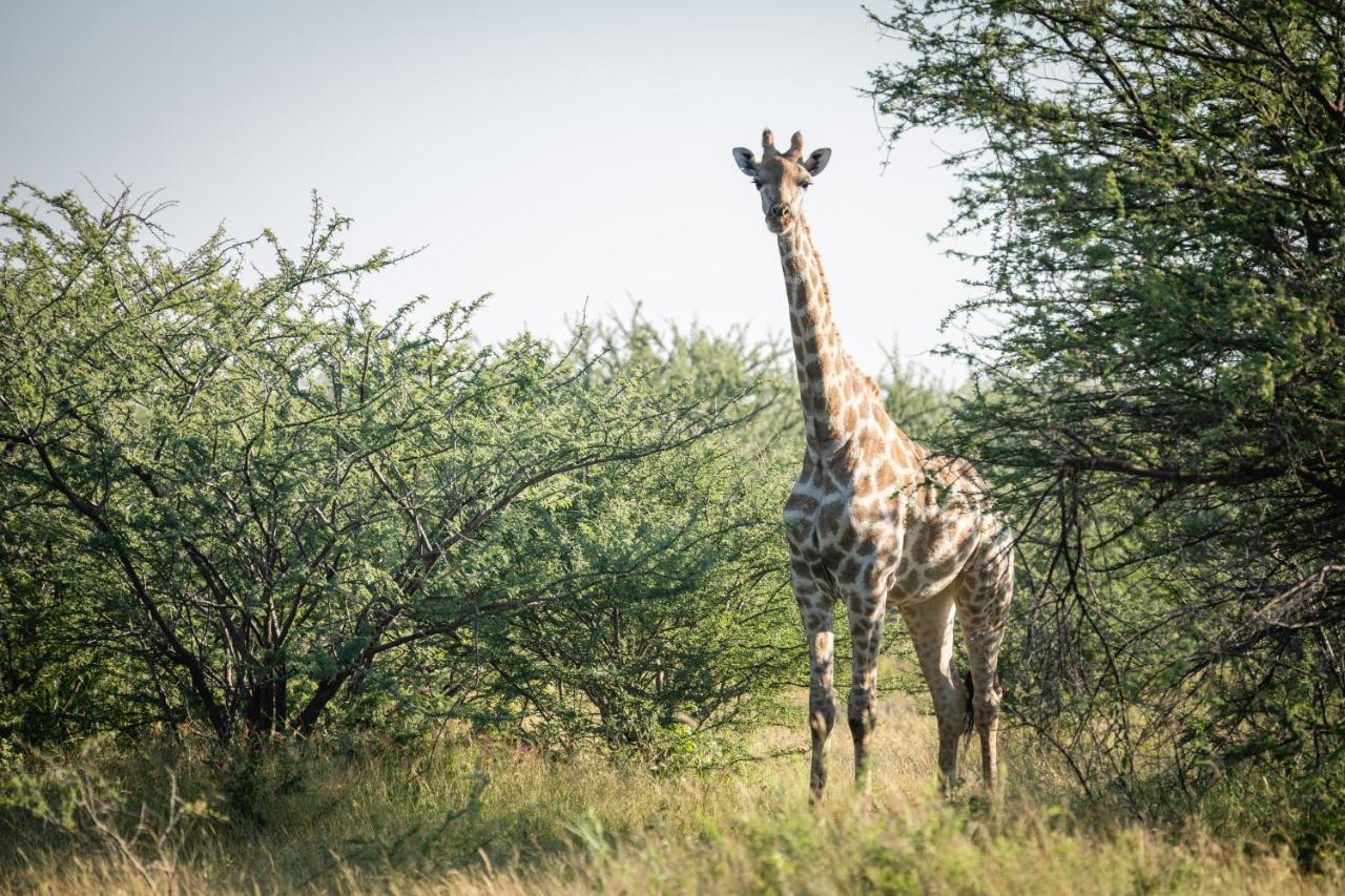 Frans Indongo Lodge Otjiwarongo Eksteriør bilde