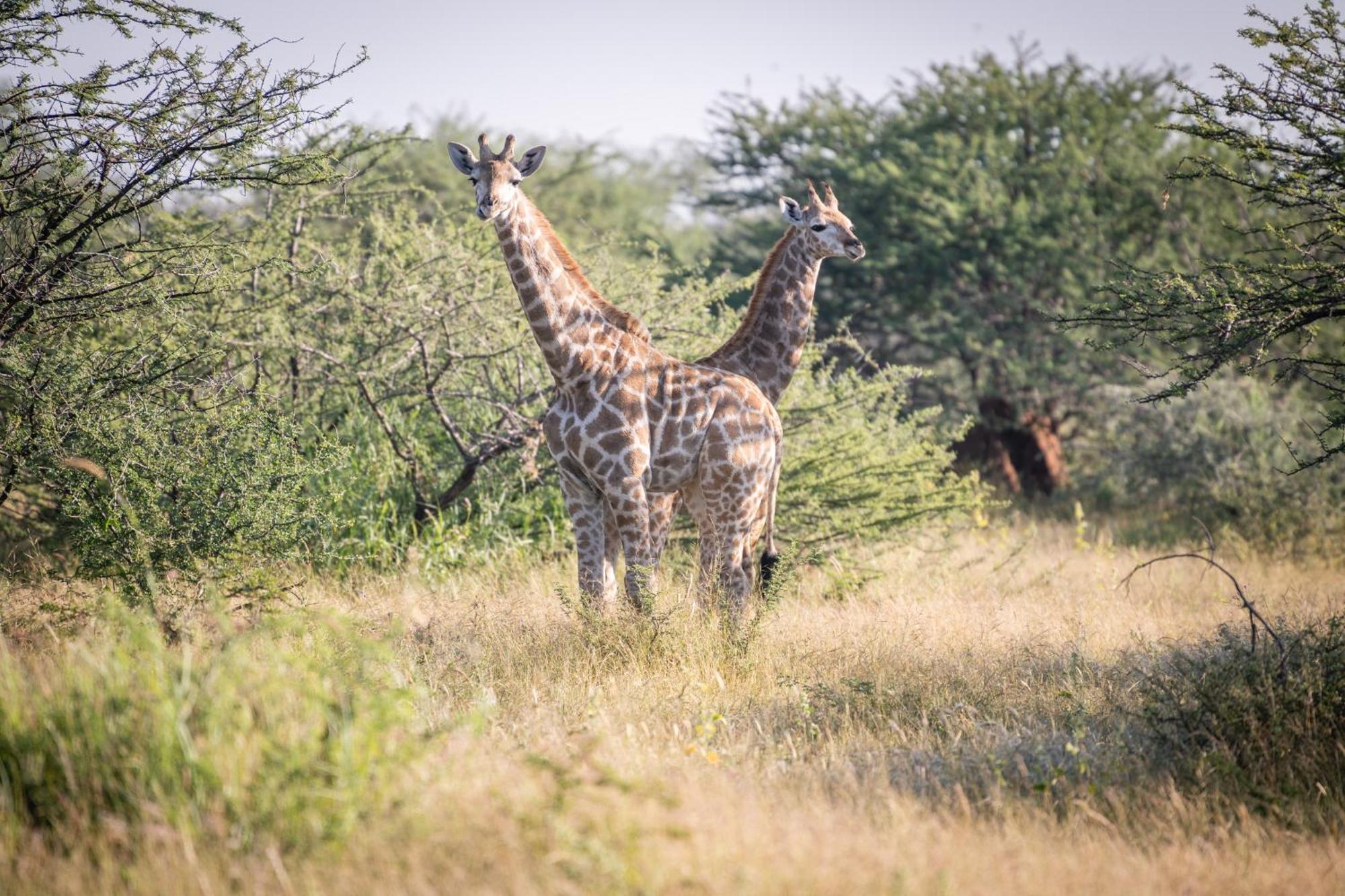 Frans Indongo Lodge Otjiwarongo Eksteriør bilde