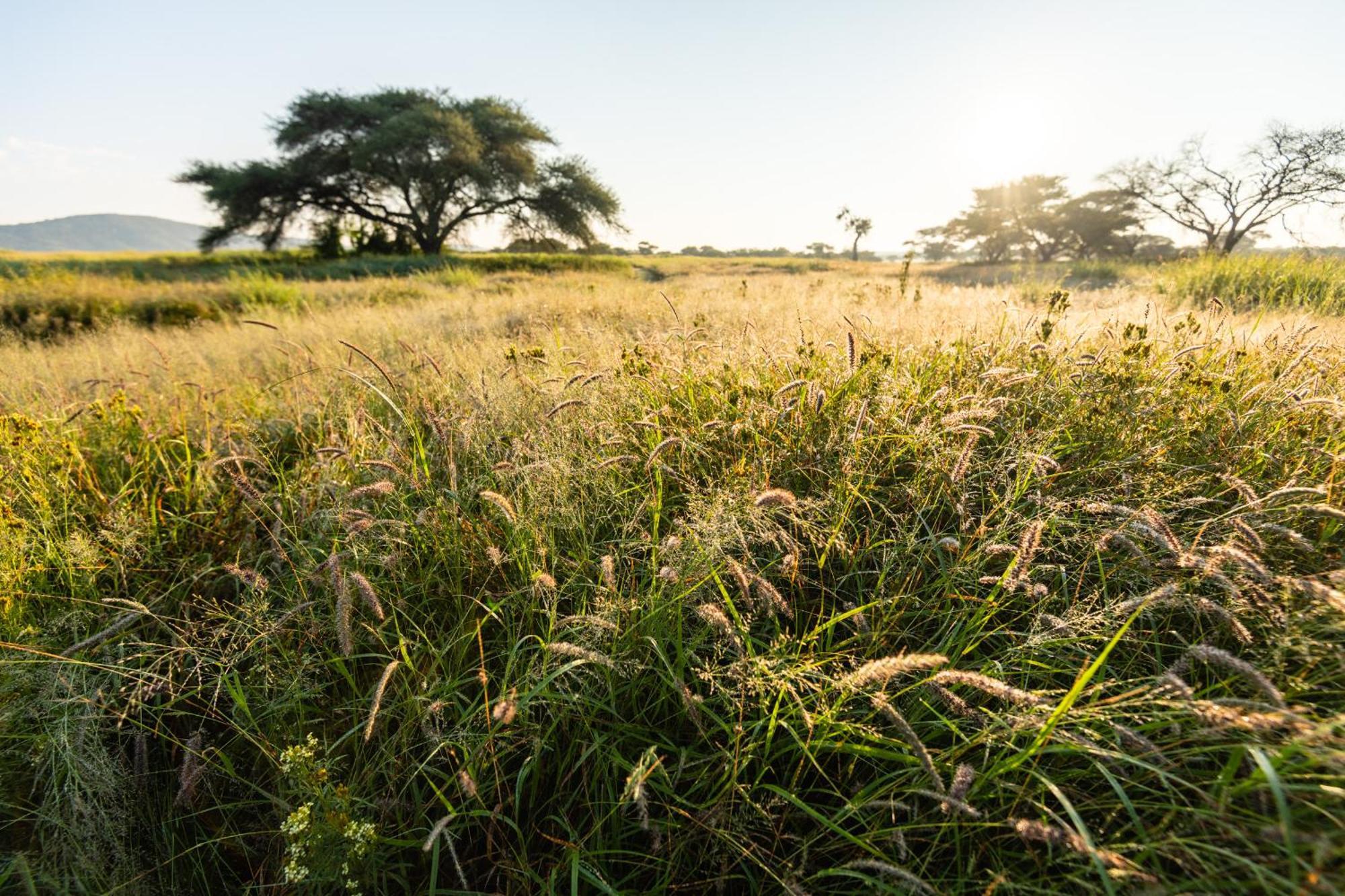 Frans Indongo Lodge Otjiwarongo Eksteriør bilde