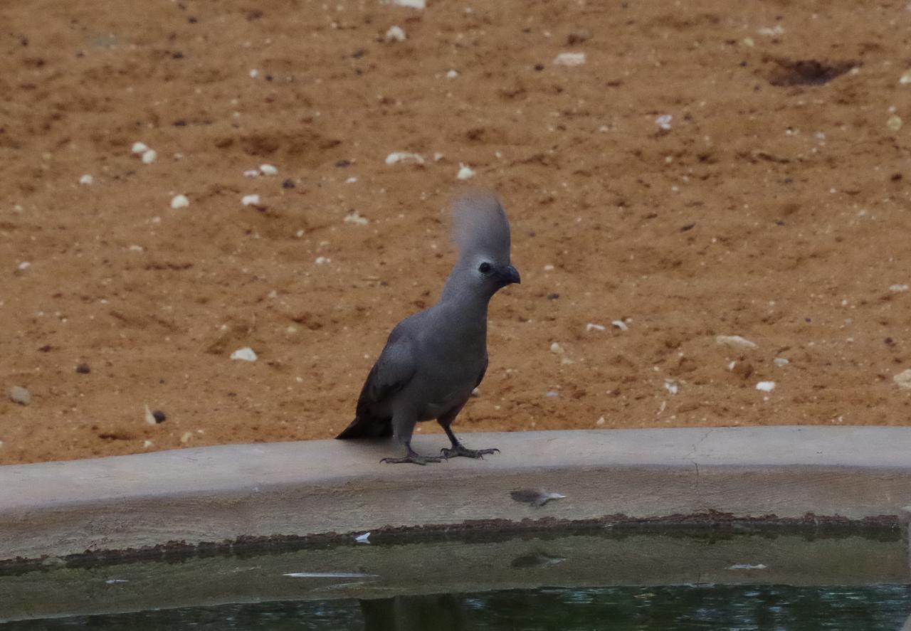 Frans Indongo Lodge Otjiwarongo Eksteriør bilde
