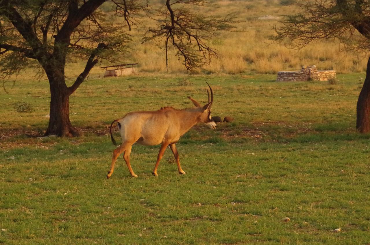 Frans Indongo Lodge Otjiwarongo Eksteriør bilde
