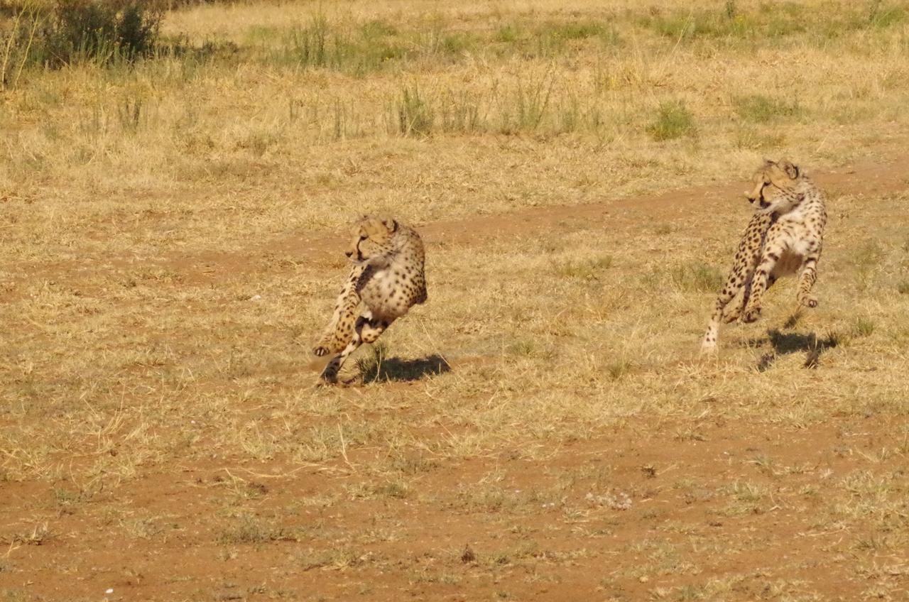 Frans Indongo Lodge Otjiwarongo Eksteriør bilde